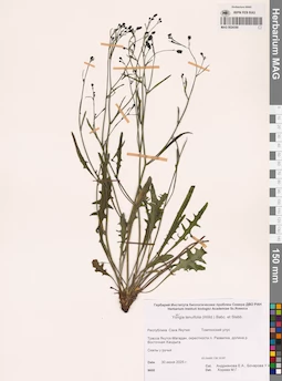 MAG 0024390