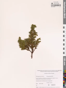 MAG 0024395