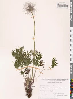MAG 0024396