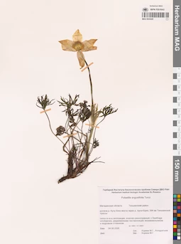 MAG 0024445