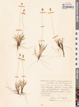 MAG 0024455