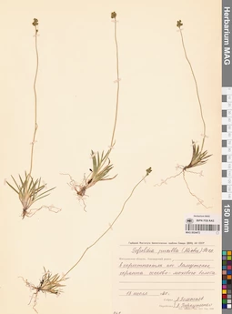 MAG 0024472
