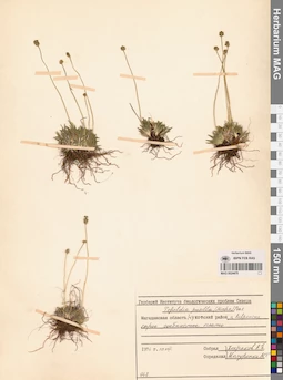 MAG 0024478