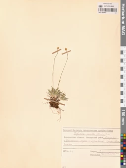 MAG 0024479