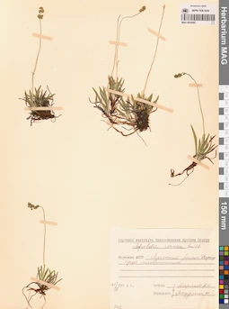 MAG 0024895