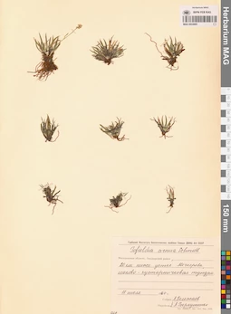 MAG 0024905