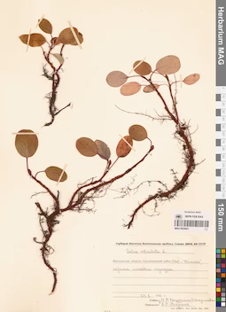 MAG 0024941