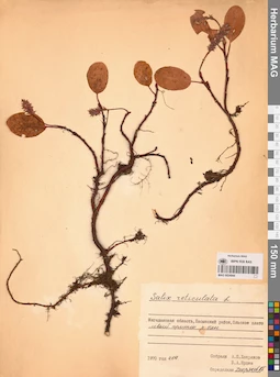 MAG 0024944