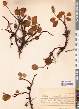MAG 0024947