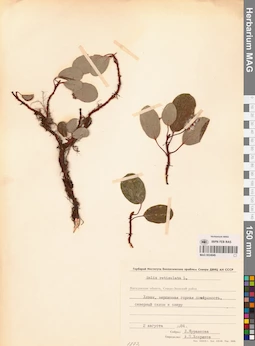 MAG 0024949
