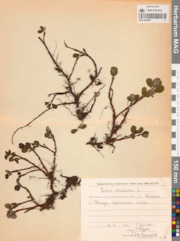 MAG 0024950