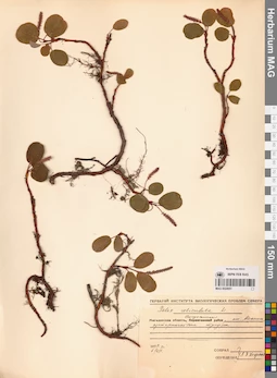 MAG 0024951