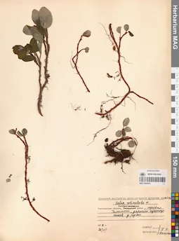 MAG 0024953