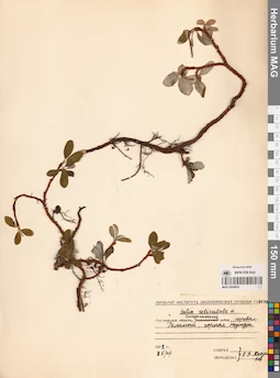 MAG 0024954