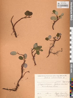 MAG 0024957