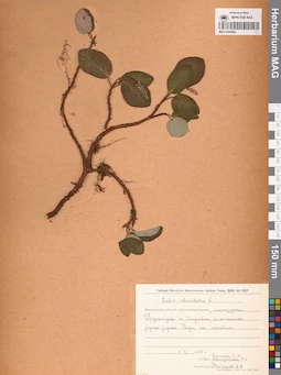 MAG 0024962