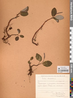 MAG 0024964