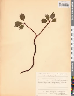 MAG 0024967