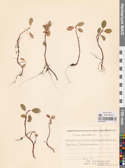 MAG 0024975