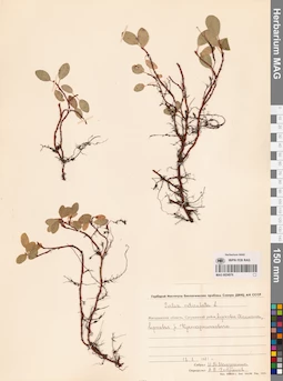 MAG 0024976