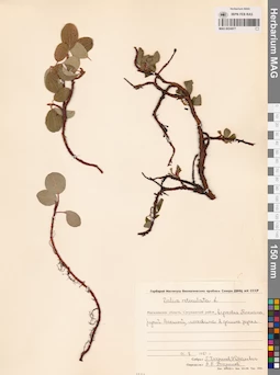 MAG 0024977