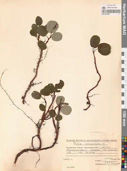 MAG 0024989