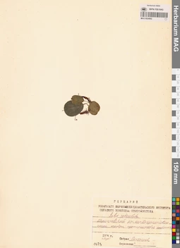 MAG 0024992