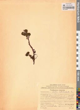MAG 0024994