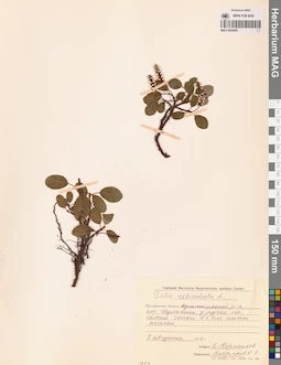 MAG 0024995