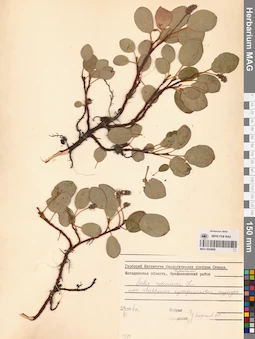MAG 0024998