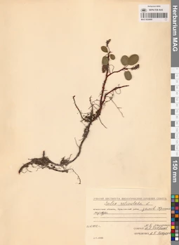MAG 0024999