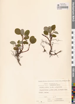 MAG 0025003