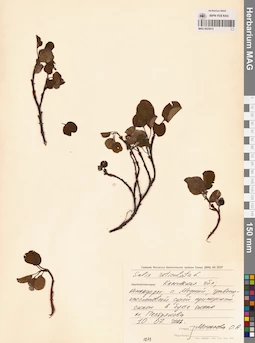 MAG 0025013