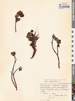 MAG 0025014