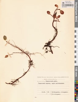 MAG 0025015