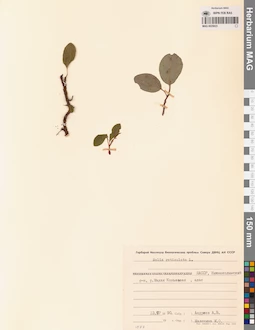 MAG 0025023